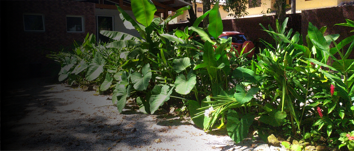 BioETE biodigestor micro estação tratamento de esgoto saneamento básico ecológico jardim filtrante fossa filtro São Sebastião, Bertioga, Ubatuba, Ilhabela, Caraguatatuba, Litoral Norte de São Paulo