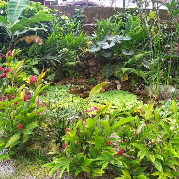 Lagos Naturais Ornamentais Saneamento Ecológico Drenagem Permacultura Bioconstrução Valas Plantas Eficientes